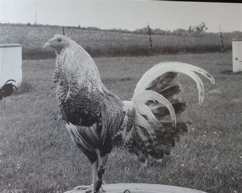 dominique gamefowl|Dominique Game Fowl – THE AMERICAN DOMINIQUE.